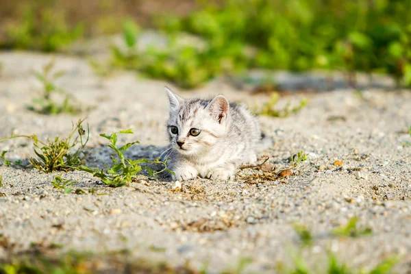 Gray kitten on a gray sand in the grass — Stock Photo, Image