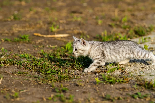 Szürke cica egy szürke homok a fűben — Stock Fotó