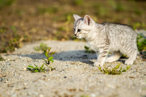 Grijze kitten op een grijs zand in het gras — Stockfoto