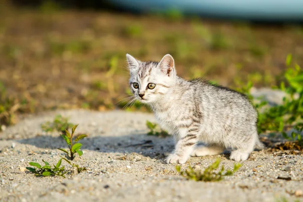 Grijze kitten op een grijs zand in het gras — Stockfoto