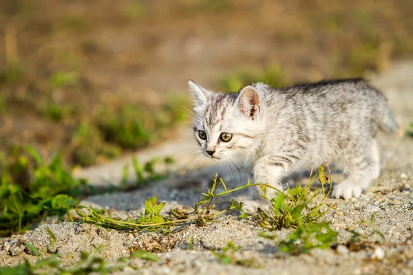 Grijze kitten op een grijs zand in het gras — Stockfoto