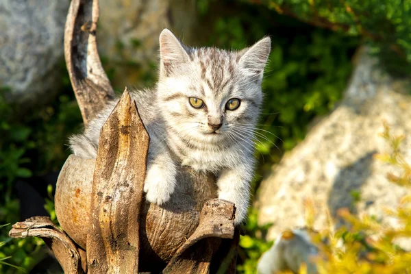 Small sand-colored kitten on green grass — Stock Photo, Image