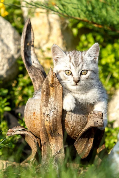 Small sand-colored kitten on green grass — Stock Photo, Image
