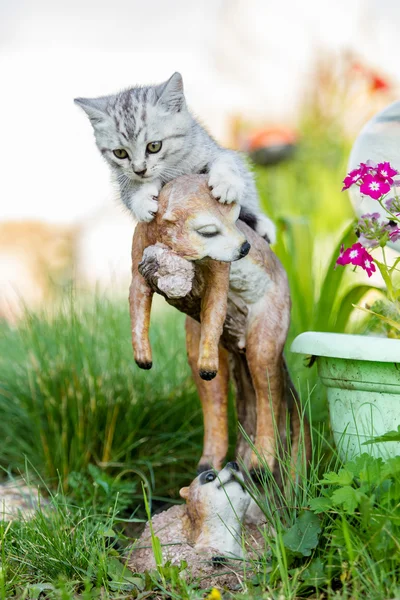 Kleine zand-gekleurd kitten op groen gras — Stockfoto