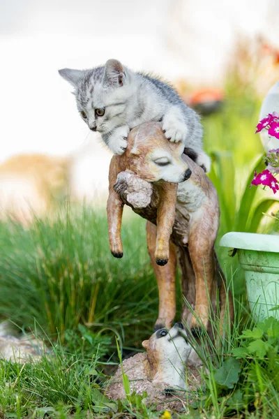 Kleine zand-gekleurd kitten op groen gras — Stockfoto