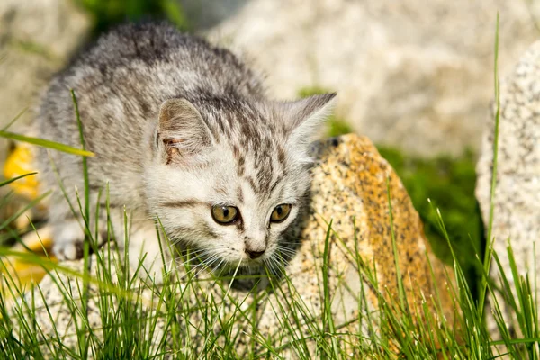 Маленький кошеня піщаного кольору на зеленій траві — стокове фото