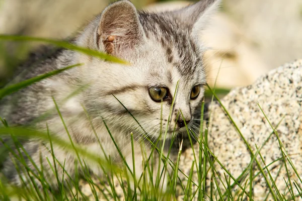 Small sand-colored kitten on green grass — Stock Photo, Image