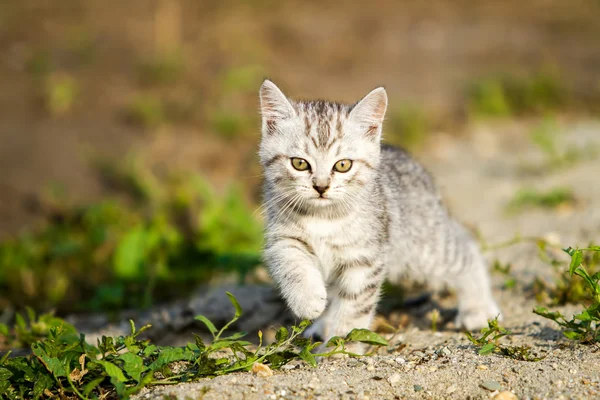 Grijze kitten op een grijs zand in het gras — Stockfoto