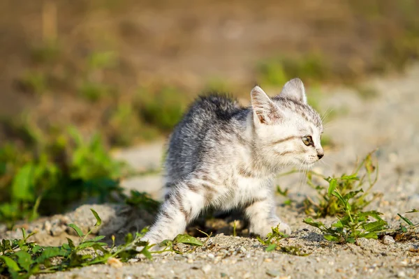 Gray kitten on a gray sand in the grass — Stock Photo, Image