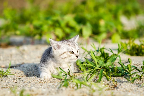 Grijze kitten op een grijs zand in het gras — Stockfoto