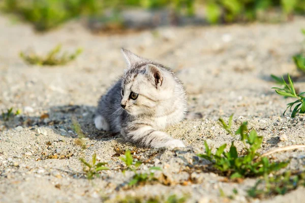 Серый котёнок на сером песке в траве — стоковое фото