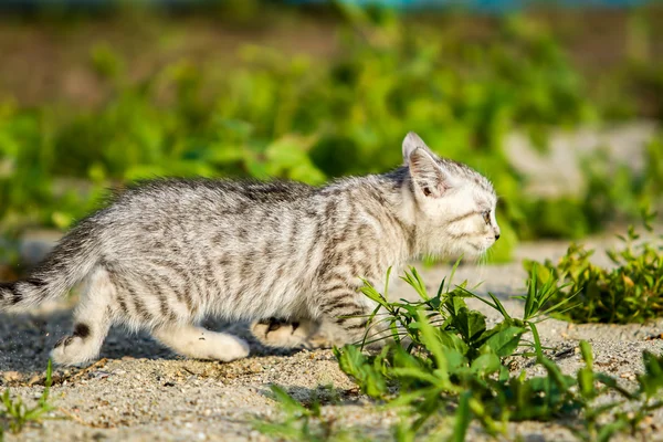 Grijze kitten op een grijs zand in het gras — Stockfoto