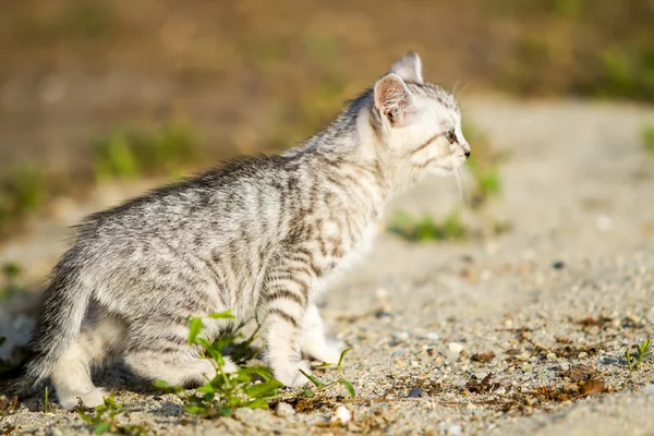 Grijze kitten op een grijs zand in het gras — Stockfoto