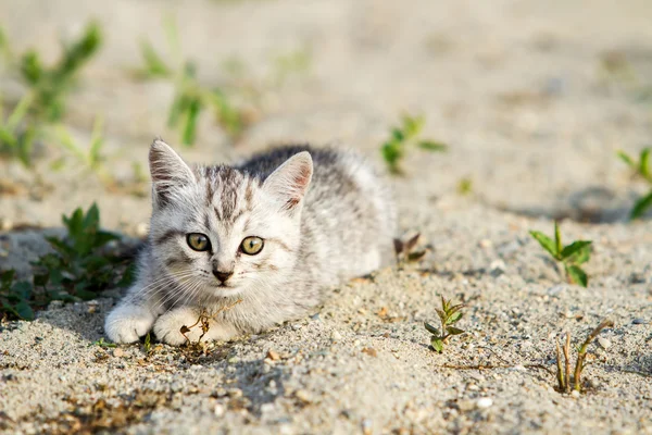 Grijze kitten op een grijs zand in het gras — Stockfoto