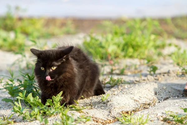 Chat noir assis sur sable gris — Photo