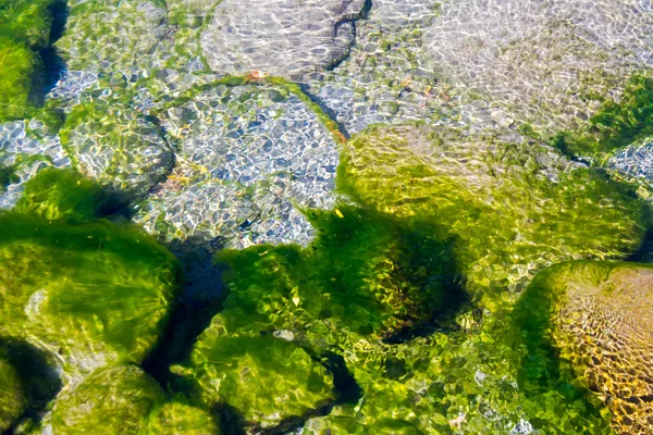 Algen in water — Stockfoto