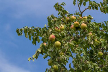Armut Ağacı büyüyen