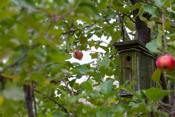 Egy fa birdhouse — Stock Fotó