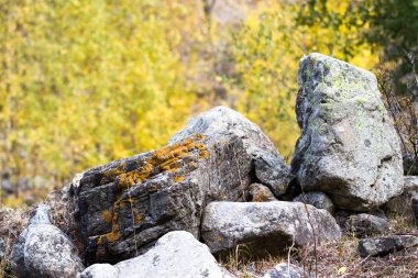 Taş üzerinde renkli yosun