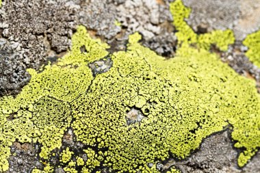 Taş üzerinde renkli yosun