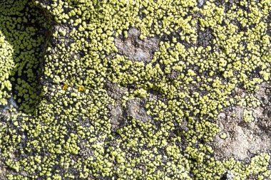 Taş üzerinde renkli yosun