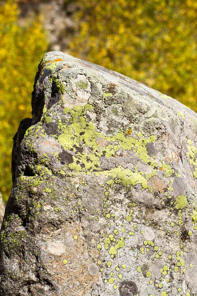 Красочный мох на камне — стоковое фото