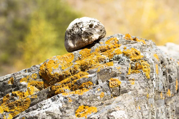 दगड वर रंगीत मोस — स्टॉक फोटो, इमेज