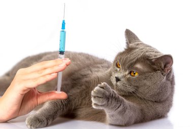 Doktor ve beyaz arka plan üzerinde İngiliz bir kedi