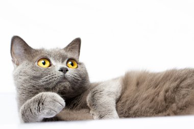 İngiliz kısa hava kedisi