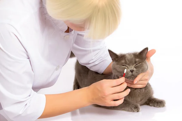 Doctor and a British cat on white background — Stock Photo, Image