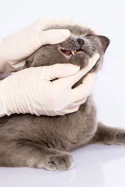 Doctor y un gato británico sobre fondo blanco — Foto de Stock