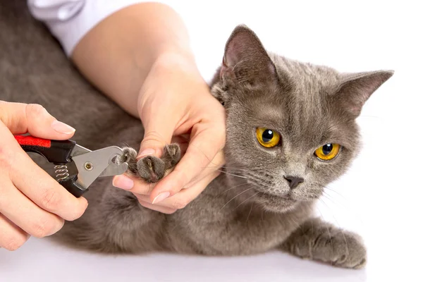 Médico e um gato britânico em fundo branco — Fotografia de Stock