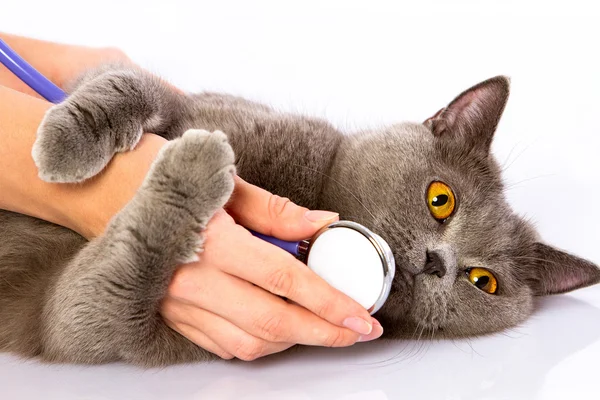 Doctor and a British cat on white background — Stock Photo, Image