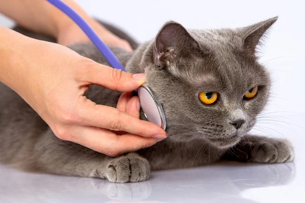 Arzt und eine britische Katze auf weißem Hintergrund — Stockfoto