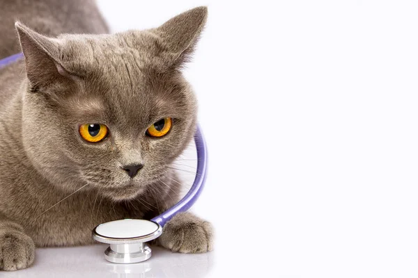Doctor and a British cat on white background — Stock Photo, Image