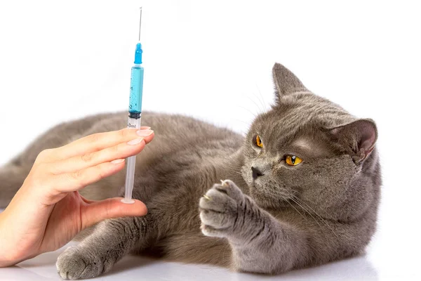 Doctor and a British cat on white background — Stock Photo, Image