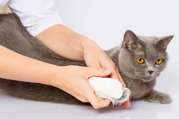 Doctor y un gato británico sobre fondo blanco — Foto de Stock