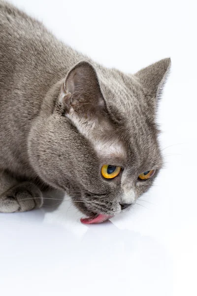 British shorthair cat — Stock Photo, Image