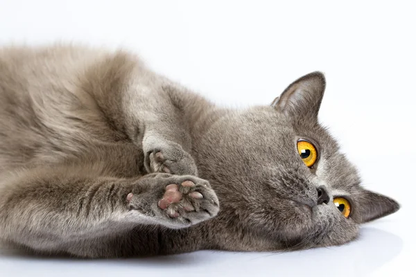 British shorthair cat — Stock Photo, Image