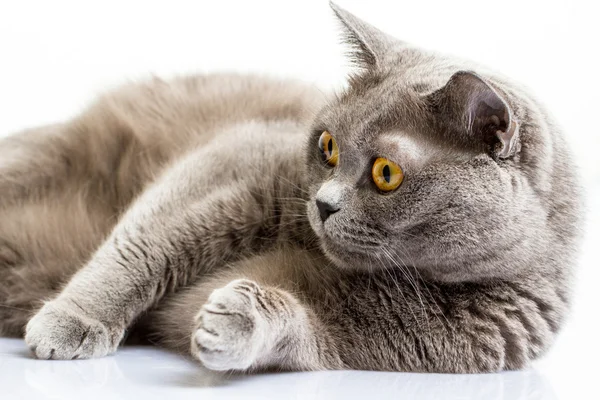British shorthair cat — Stock Photo, Image