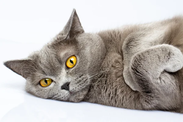 British shorthair cat — Stock Photo, Image