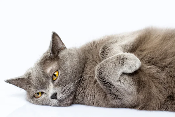 British shorthair cat on a white background — Stock Photo, Image