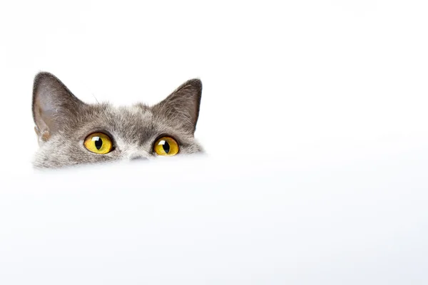 Британская короткошерстная кошка на белом фоне — стоковое фото
