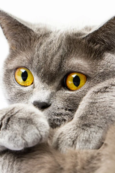 Británico taquigrafía gato sobre un blanco fondo —  Fotos de Stock