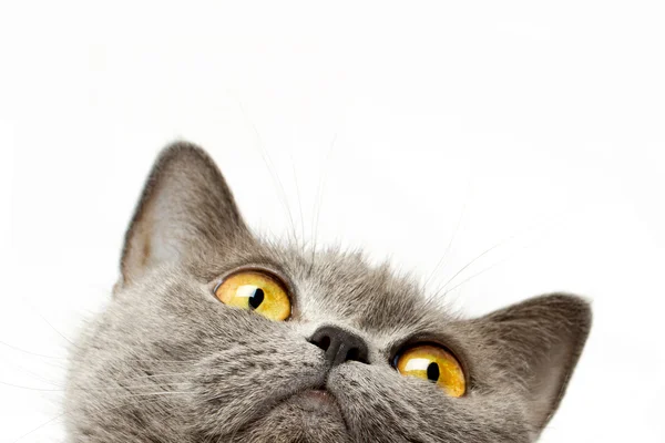 British shorthair cat — Stock Photo, Image