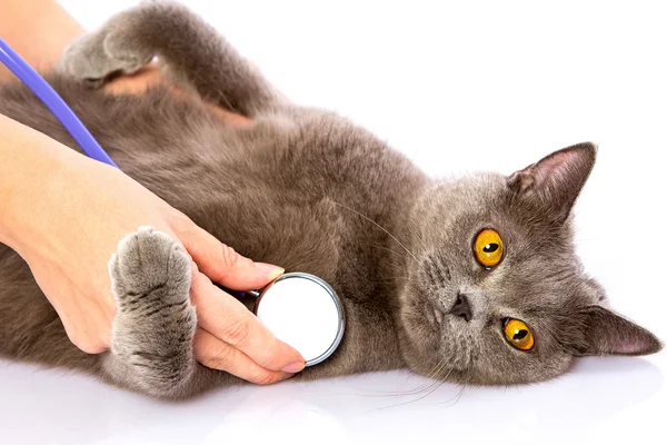 医者と白い背景の上のイギリスの猫 ロイヤリティフリーのストック写真