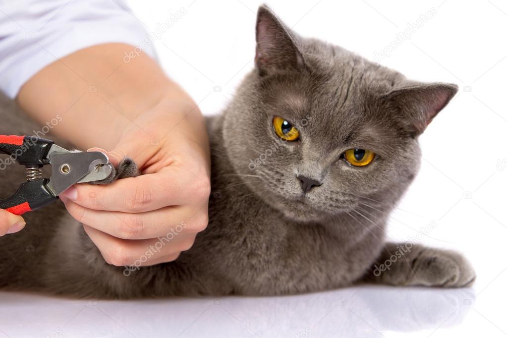 doctor and a British cat on white background
