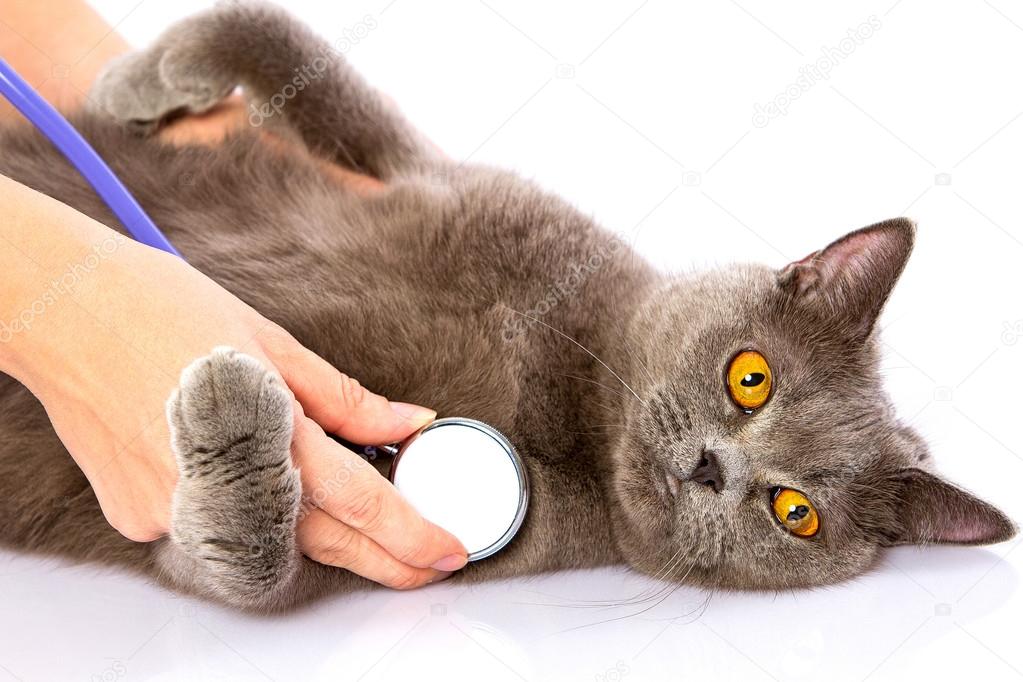 Doktor ve beyaz arka plan üzerinde İngiliz bir kedi Stok