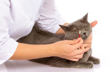 Doktor ve beyaz arka plan üzerinde İngiliz bir kedi