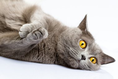 İngiliz kısa hava kedisi